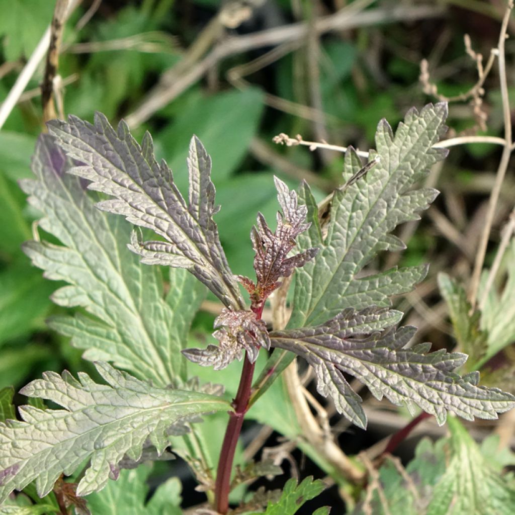 Verbena officinalis Bampton - Ijzerhard