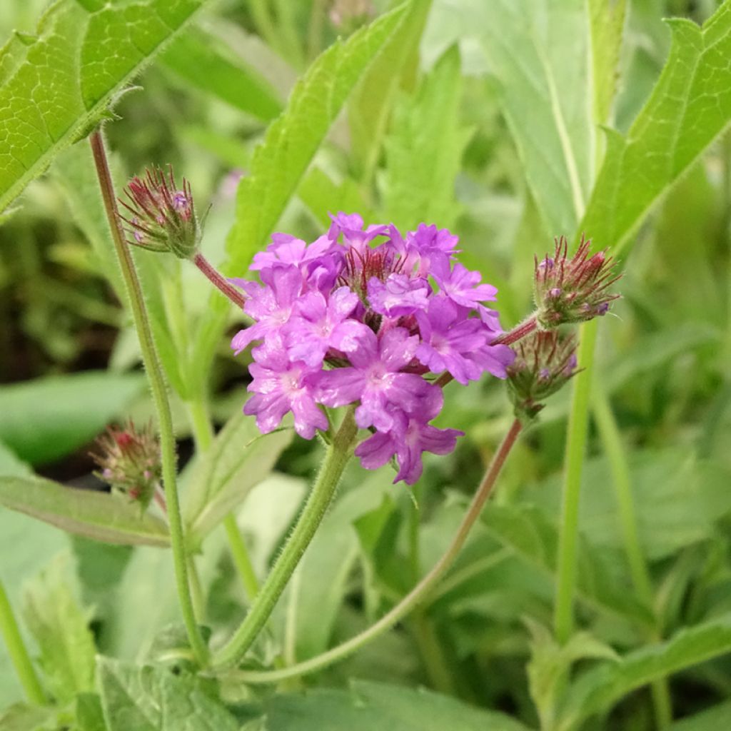 Verbena rigida Venosa - IJzerhard rugueuse
