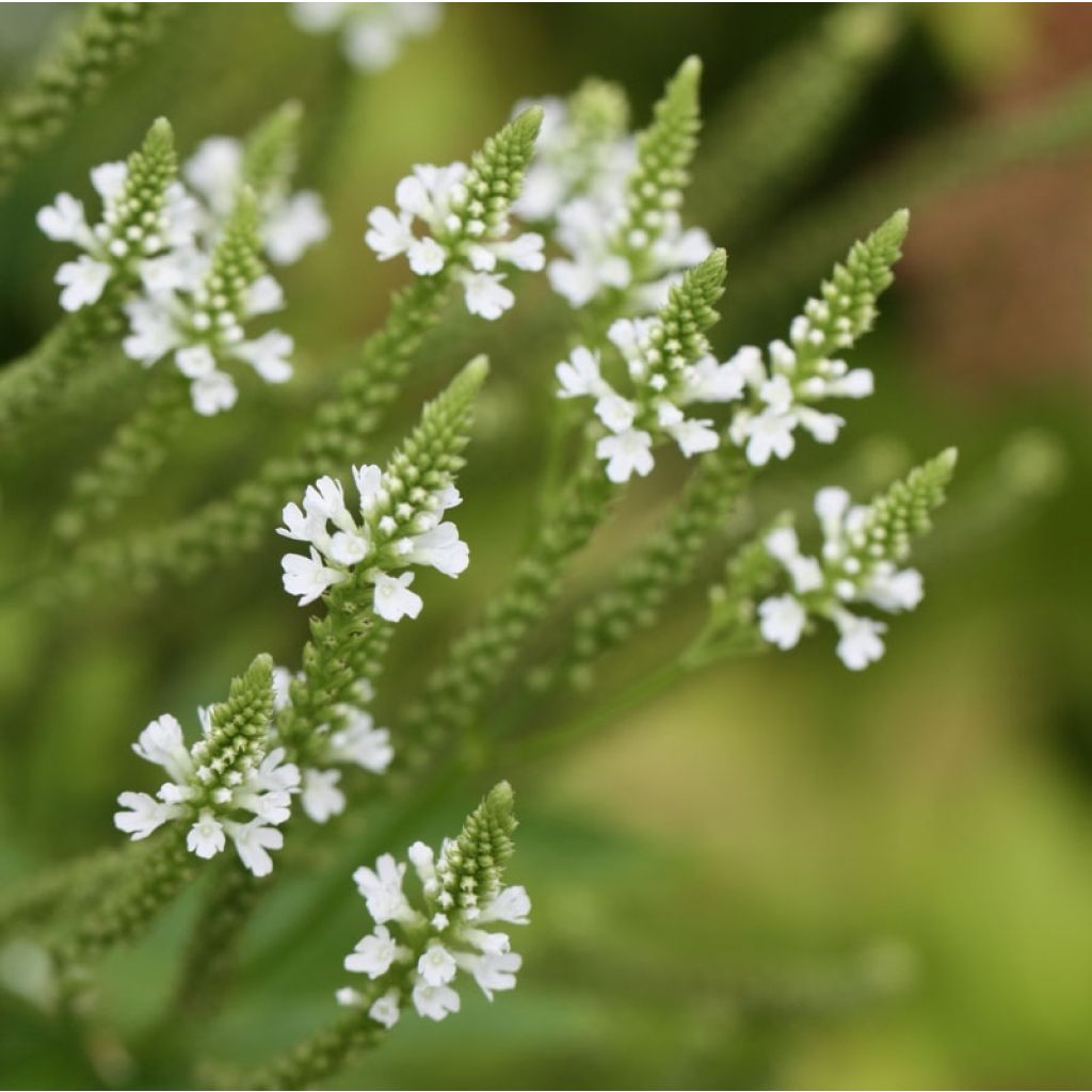 Verbena hastata Alba - Blauwe verbena