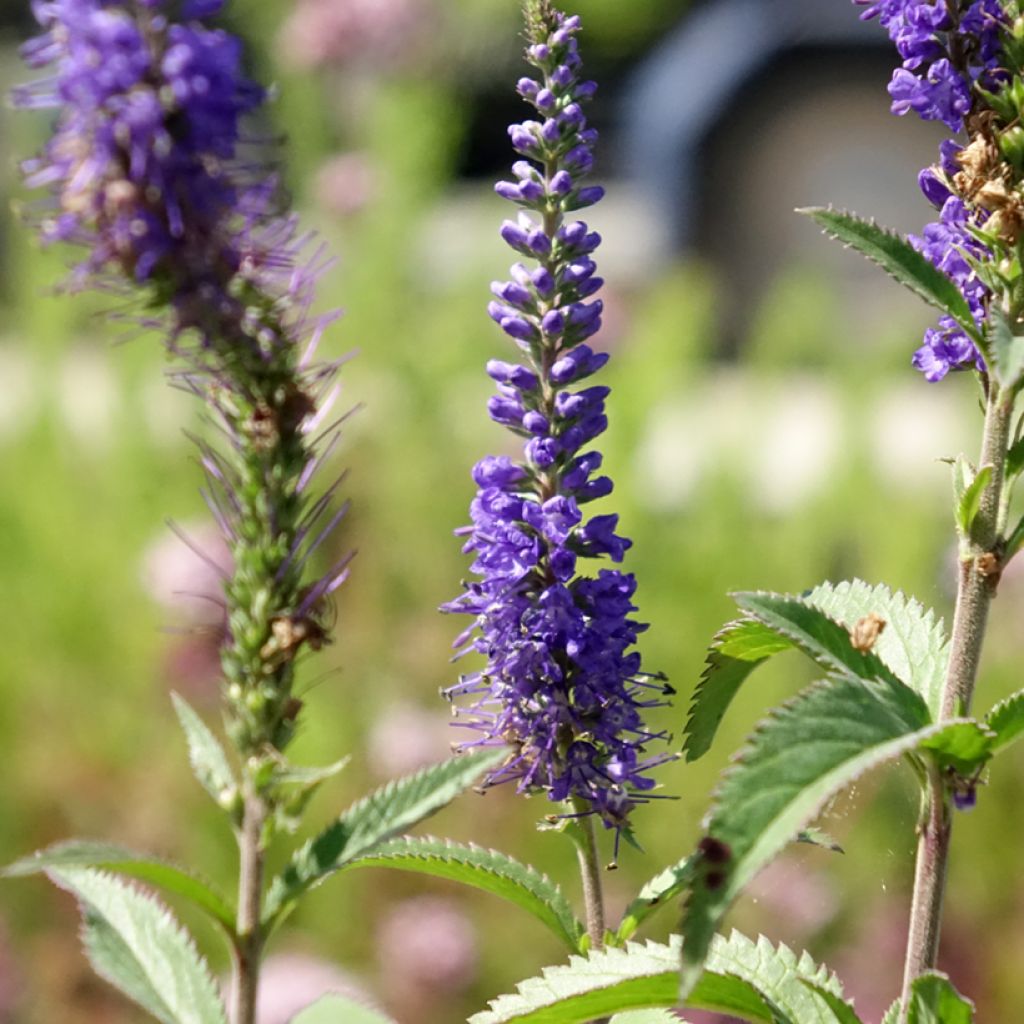 Veronica longifolia Blauriesin - Lange ereprijs