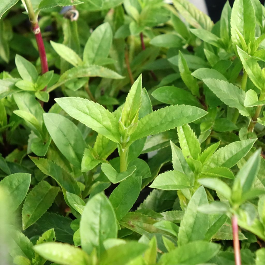 Veronica spicata Ulster Blue Dwarf - Aar-ereprijs