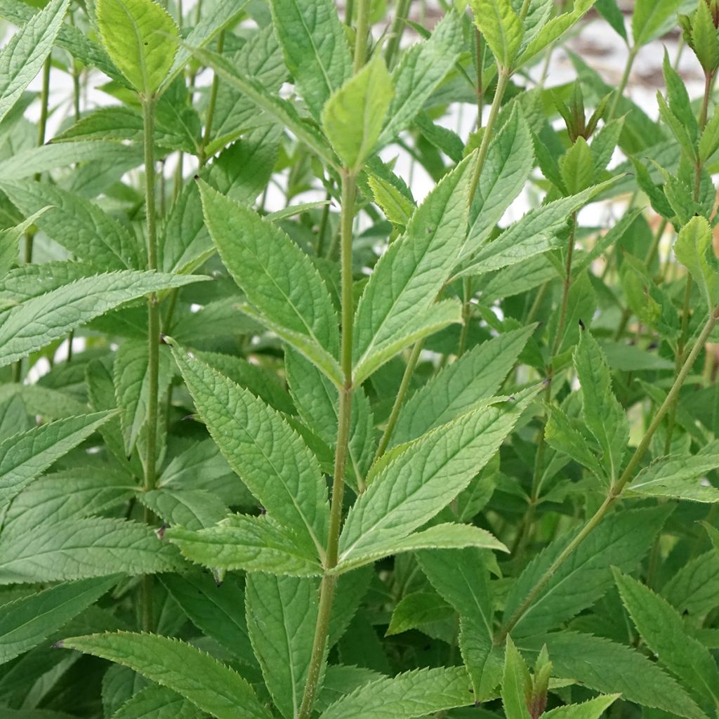 Veronicastrum virginicum Challenger - Virginische ereprijs