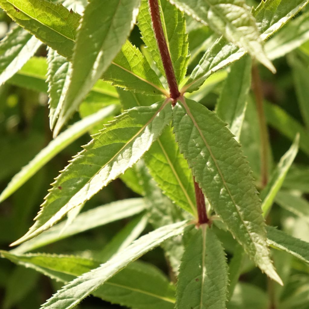 Veronicastrum virginicum Diana - Virginische ereprijs