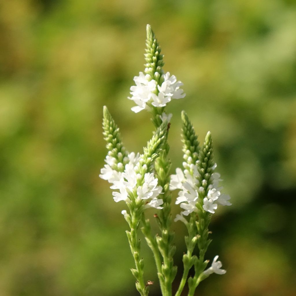 Verbena hastata White Spires - Blauwe verbena