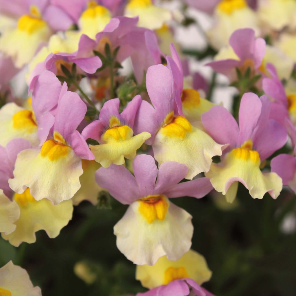 Nemesia Fairy Kiss Pink Lemonade - Elfenspiegel