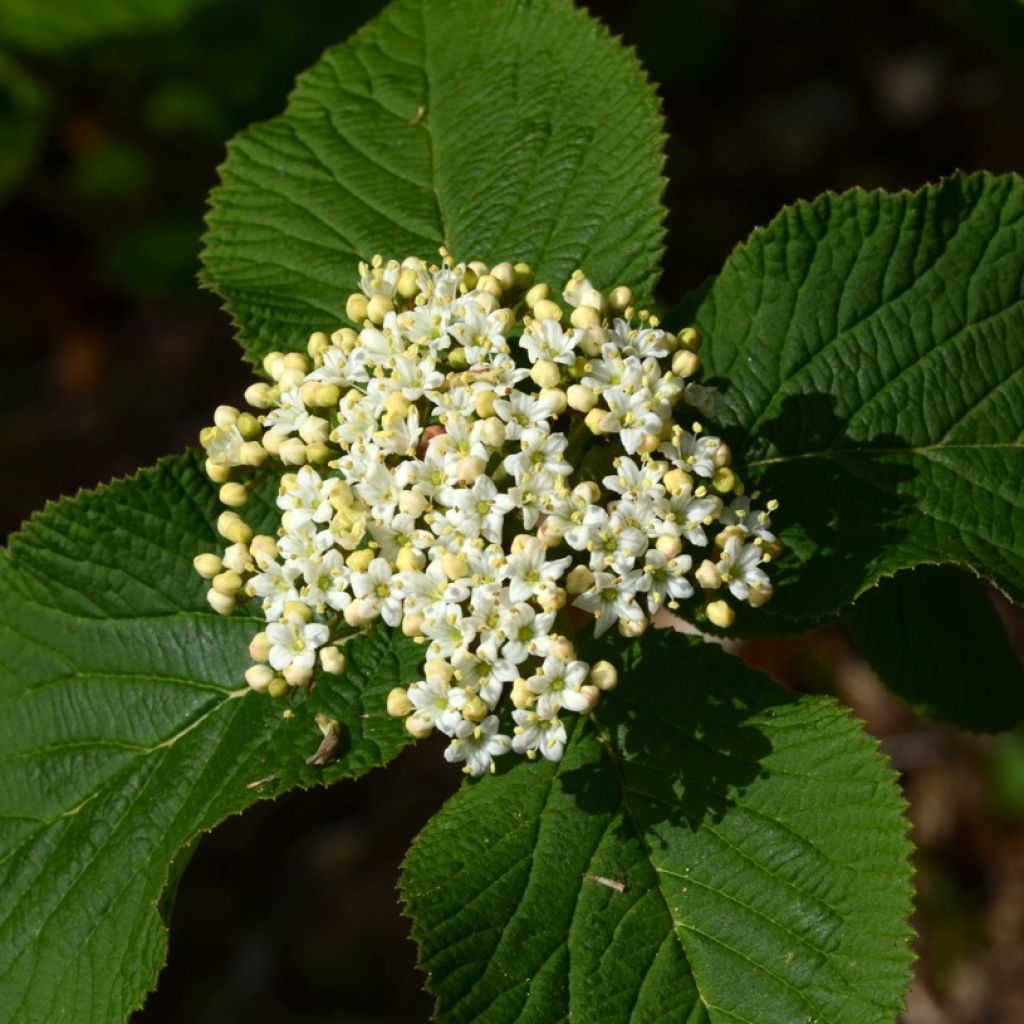 Viburnum lantana - Wollige sneeuwbal