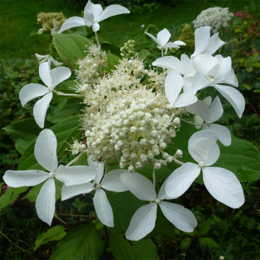 Viburnum plicatum Mariesii Great Star - Japanse sneeuwbal