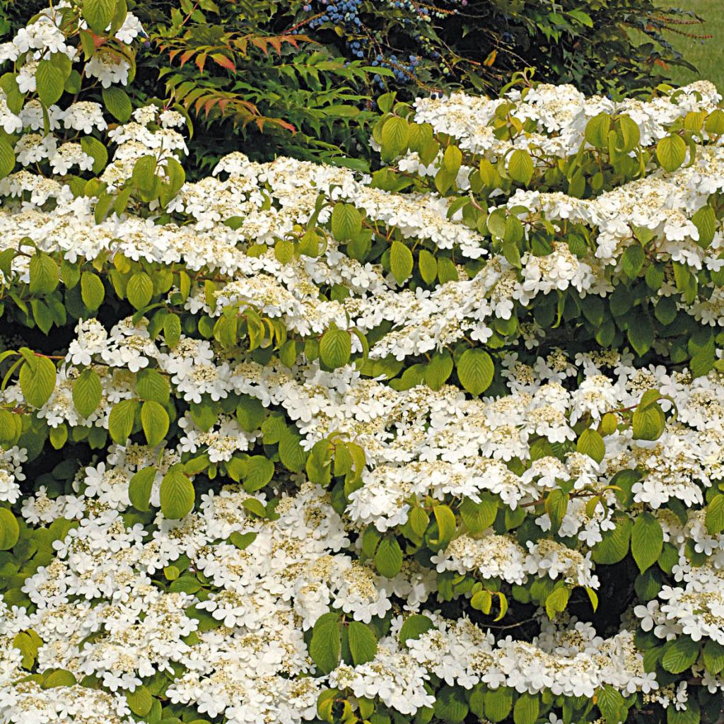 Viburnum plicatum Mariesii Great Star - Japanse sneeuwbal