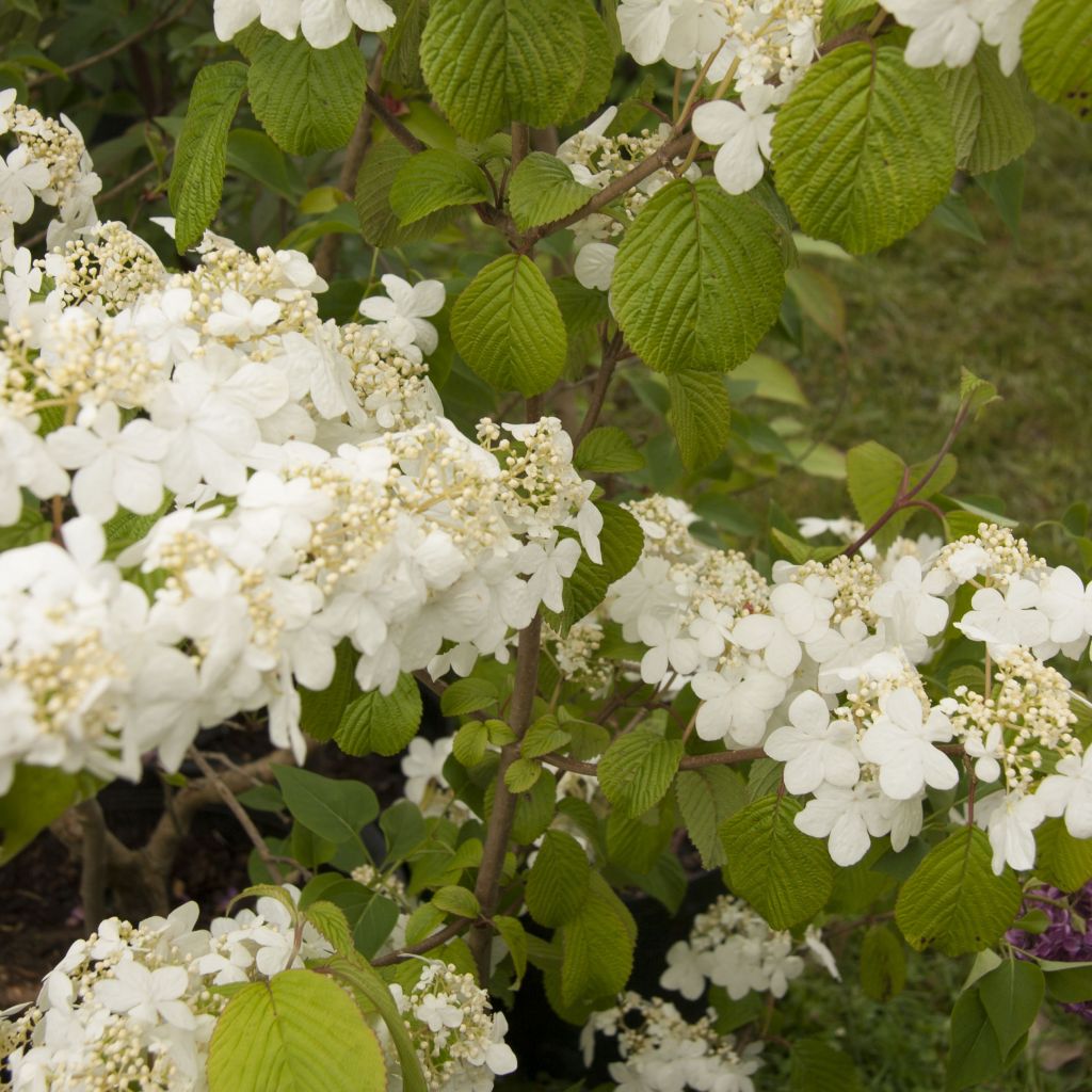 Viburnum plicatum Shasta - Japanse sneeuwbal