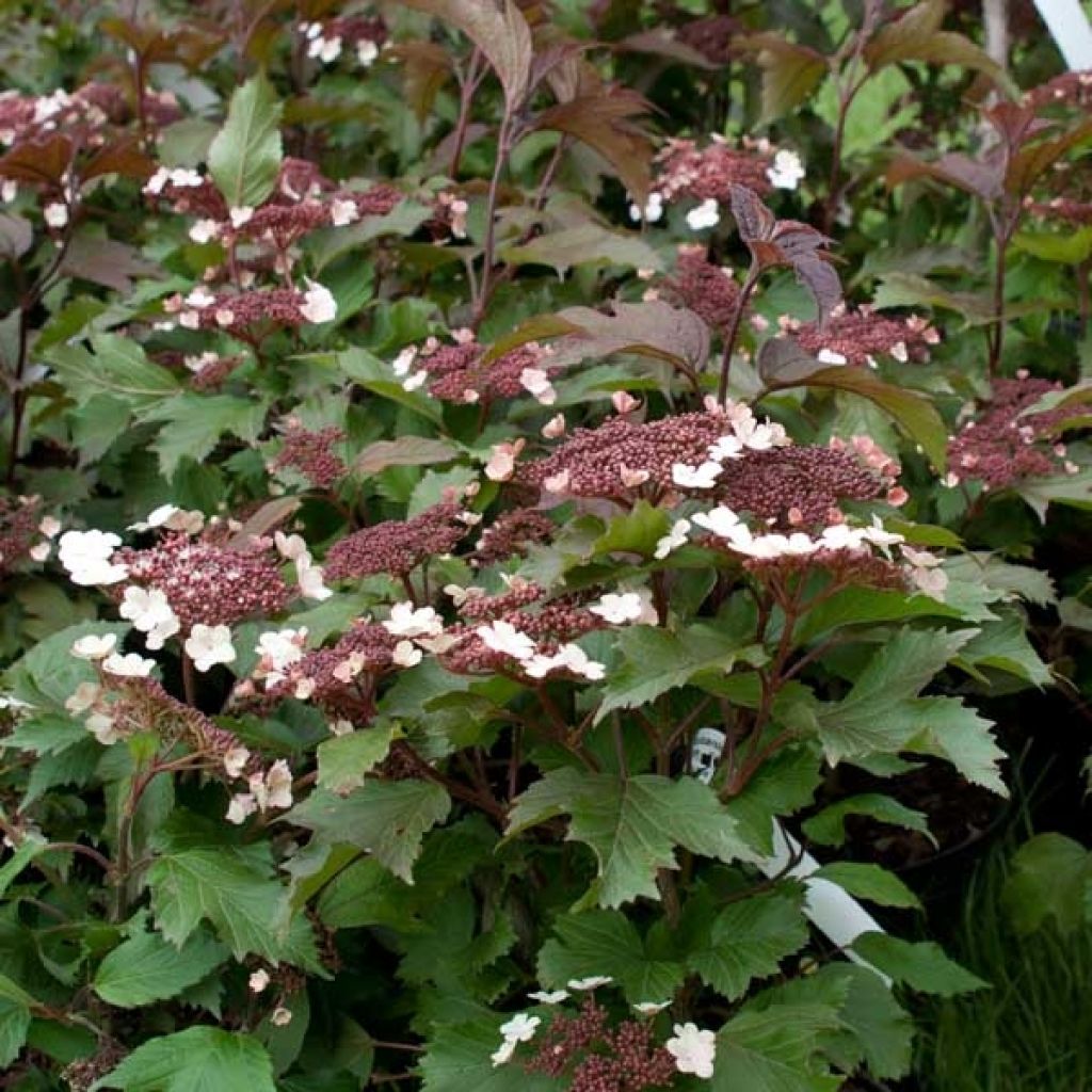Viburnum sargentii Onondaga - Sneeuwbal
