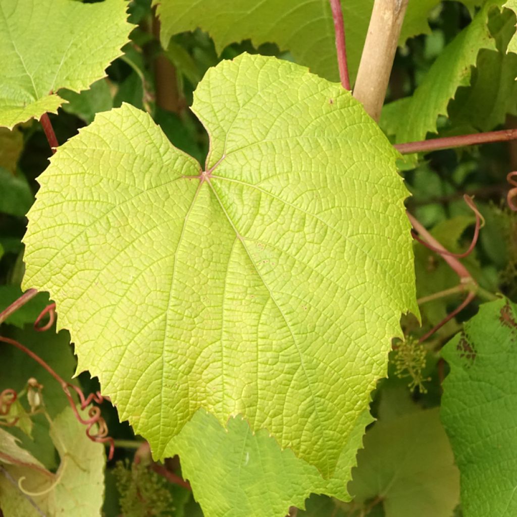 Vitis coignetiae - Japanse wijnstok