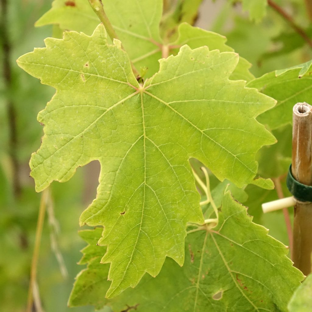 Druif Crimson Seedless