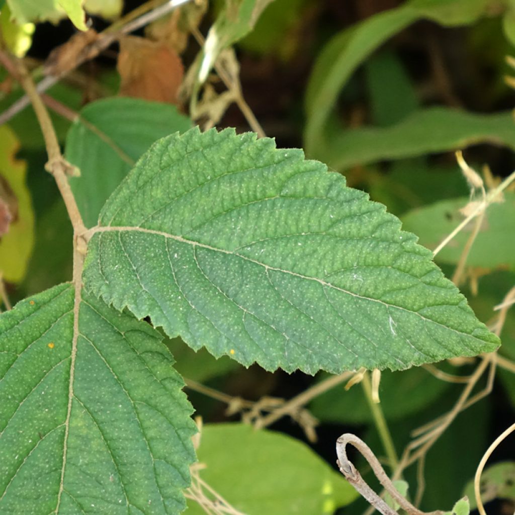 Viburnum plicatum Tomentosum - Japanse sneeuwbal