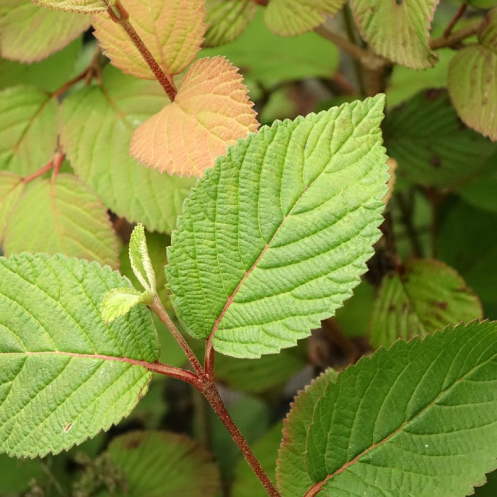 Viburnum plicatum Opening Day - Japanse sneeuwbal