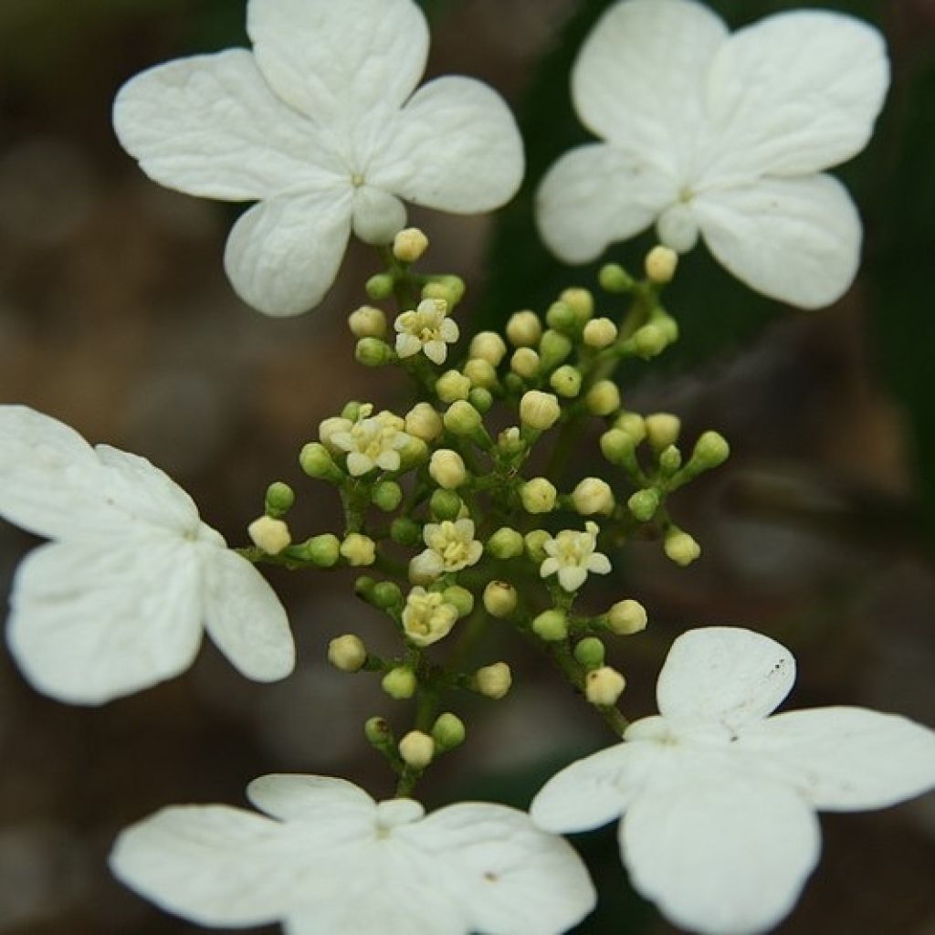 Viburnum plicatum Watanabe - Japanse sneeuwbal