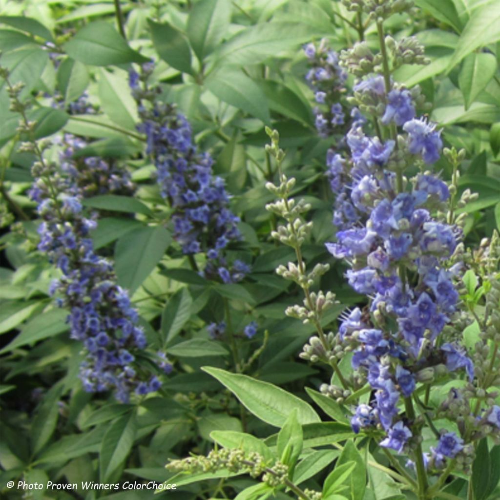 Vitex agnus-castus Blue Didley - Kuise boom