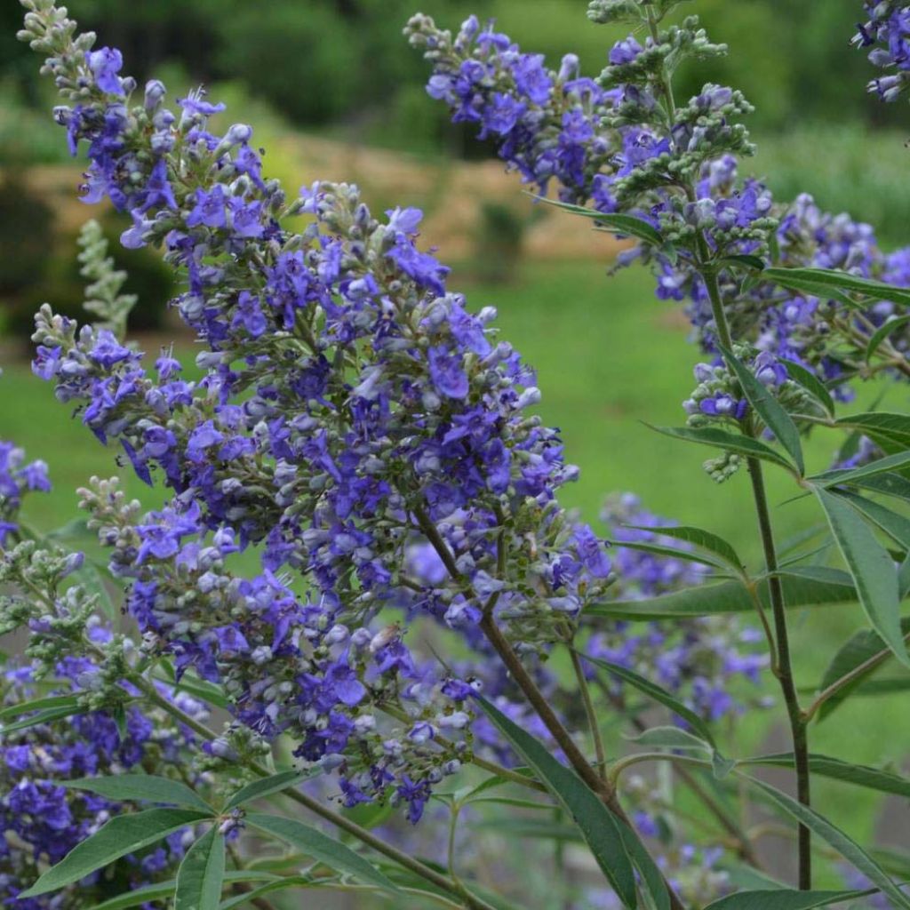 Vitex agnus-castus Delta Blues - Kuise boom