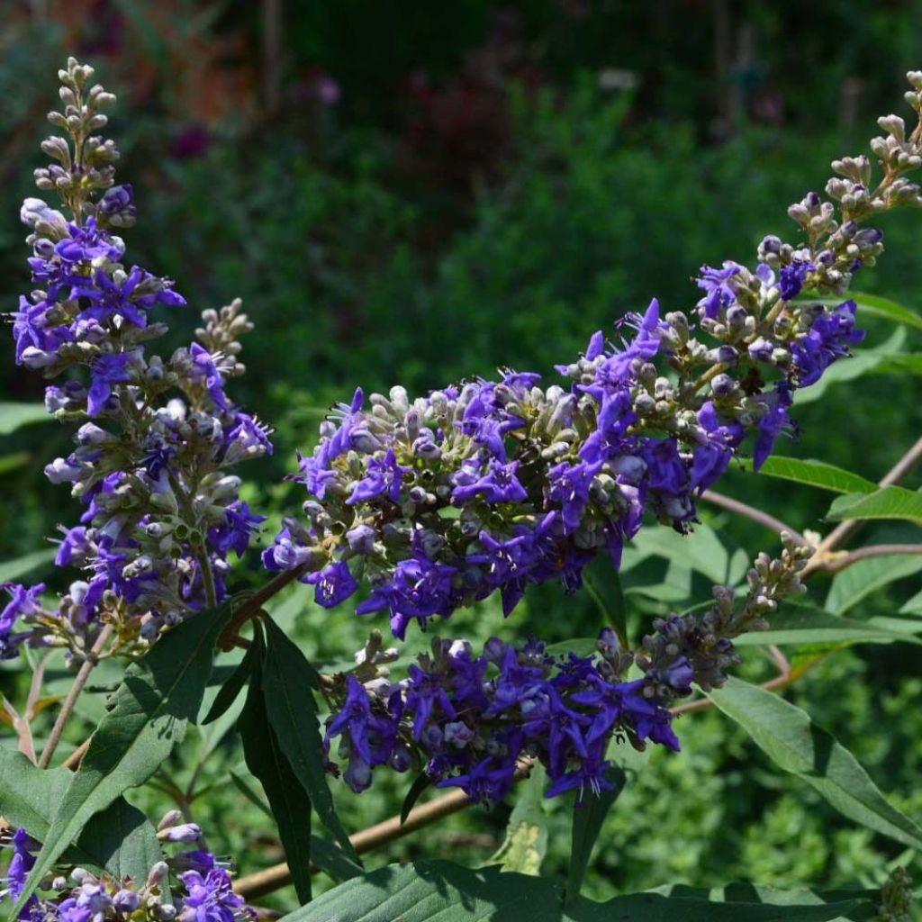 Vitex agnus-castus Delta Blues - Kuise boom