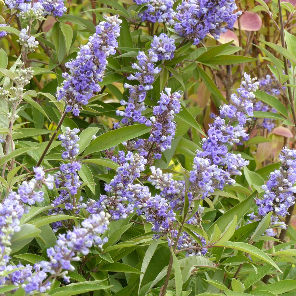 Vitex agnus-castus Latifolia - Kuise boom