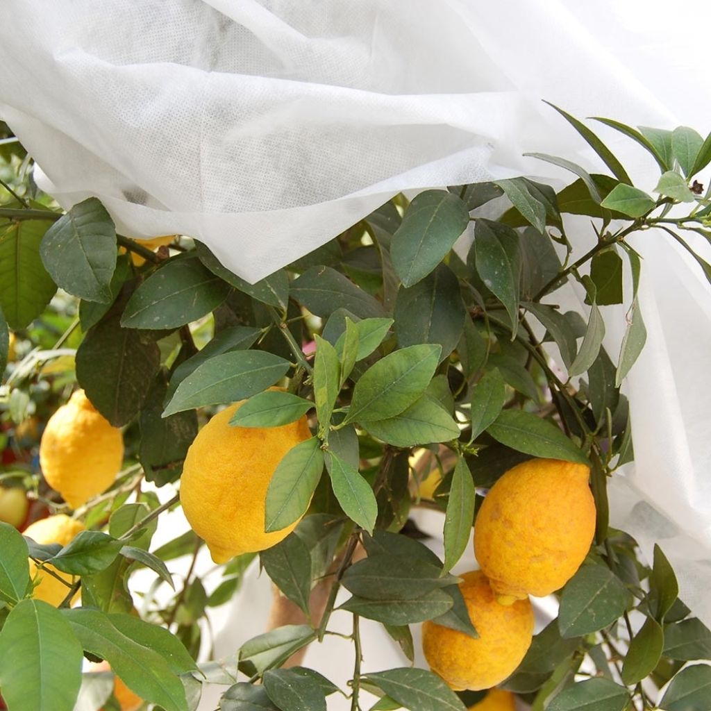 Wit vliesdoek 90g/m² voor extreme winter