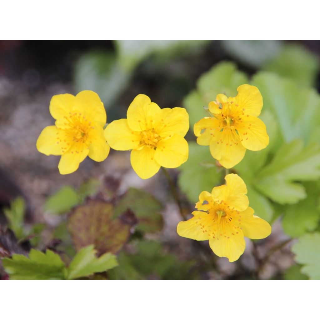 zoom sur la floraison