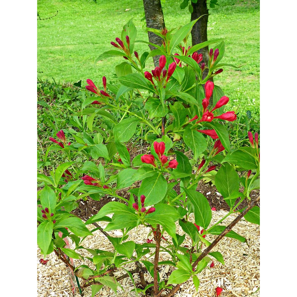 Weigelia All Summer Rood