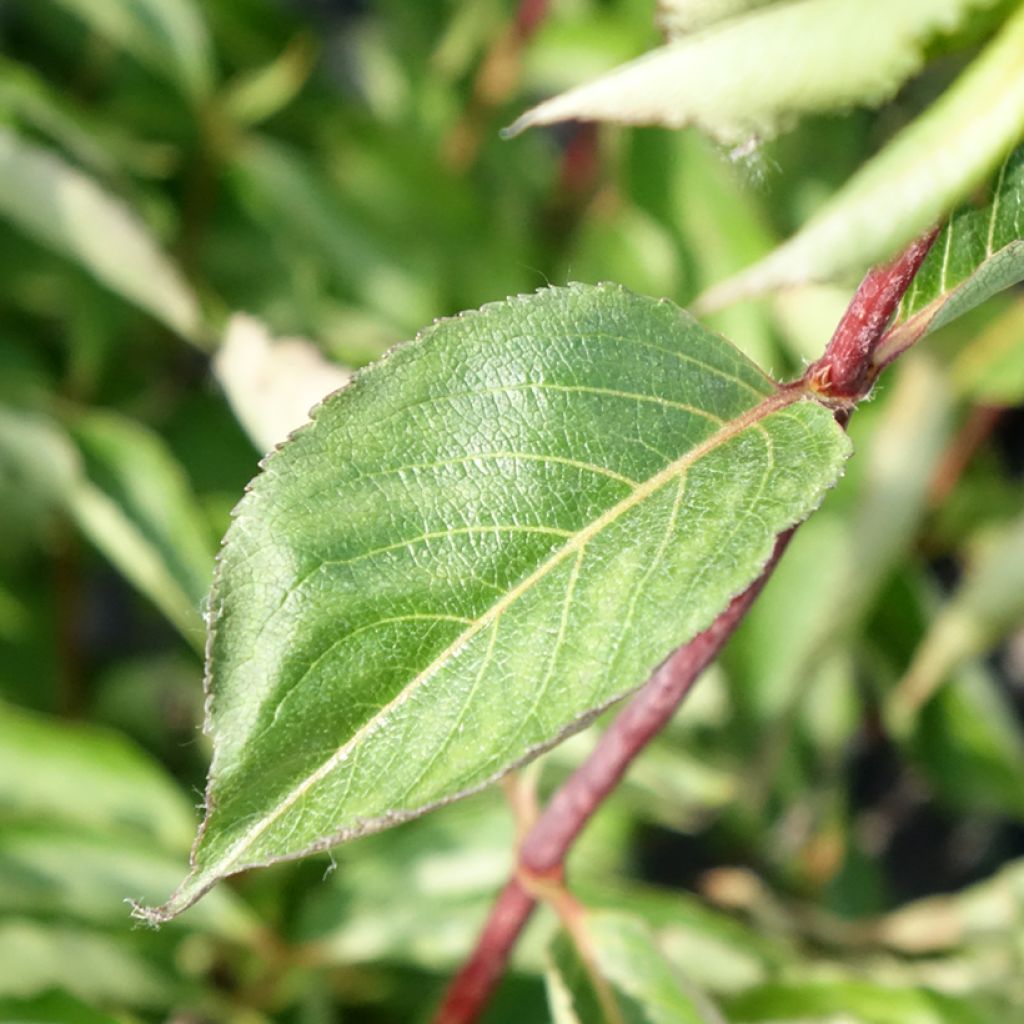 Weigelia florida Korea - Chinese weigelia
