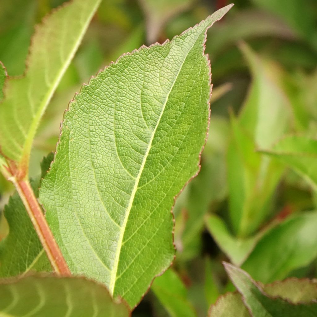 Weigelia Minuet - Chinese weigelia