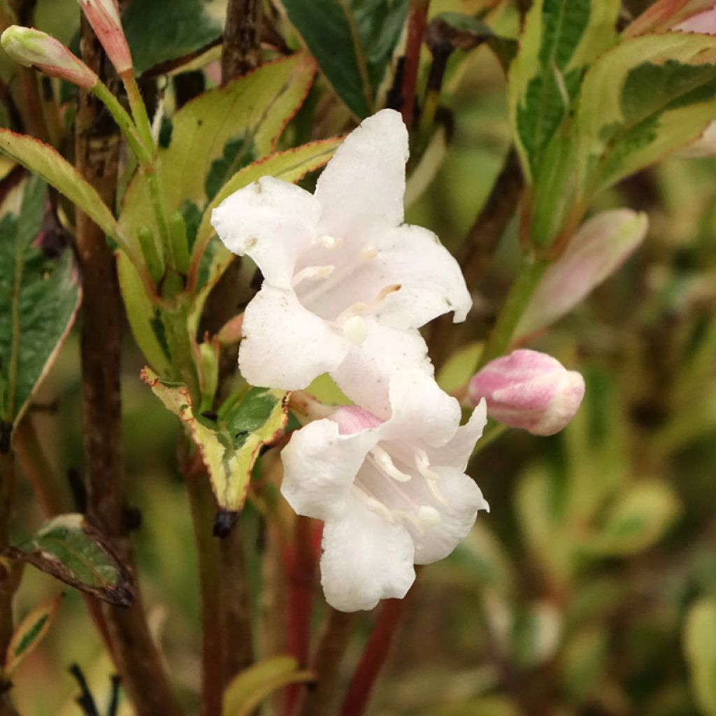Weigelia White Lightning