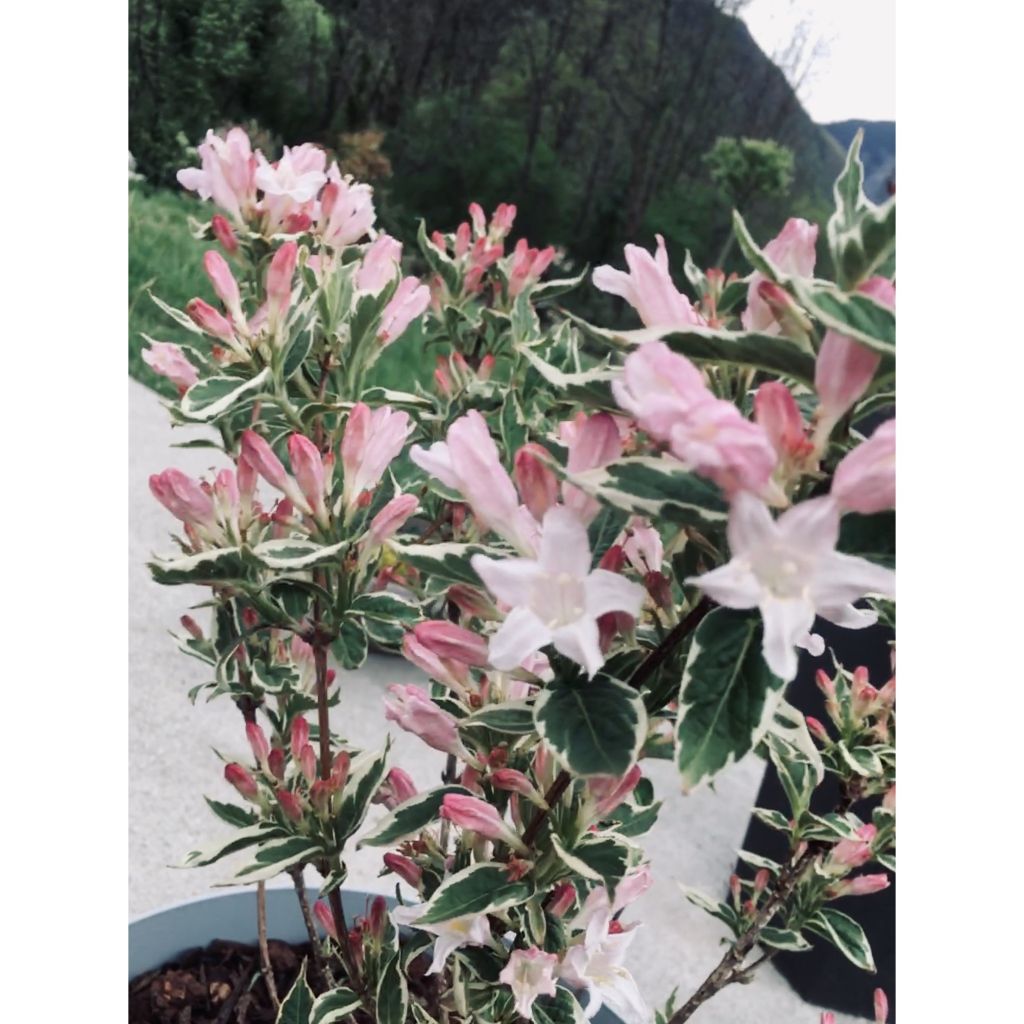 Weigelia florida Nana Variegata