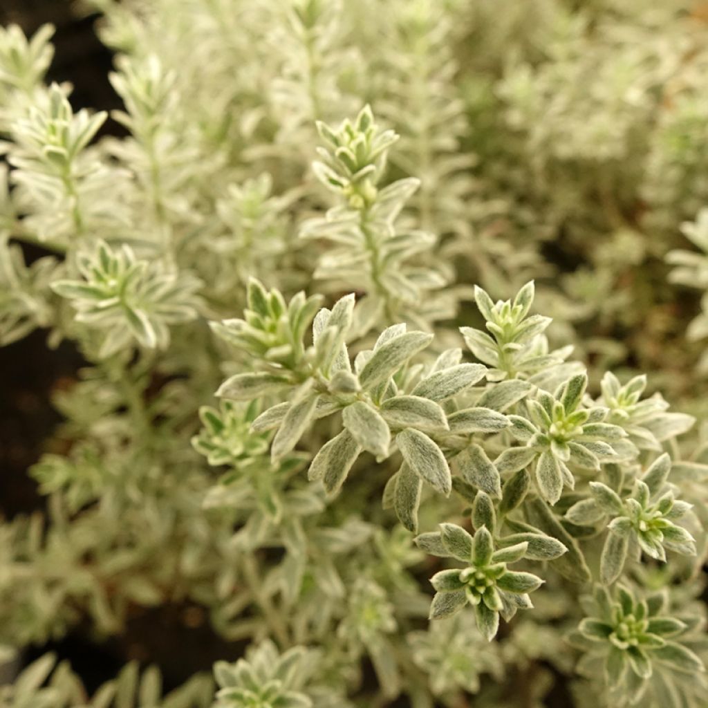 Westringia fruticosa Smookie - Australische rozemarijn