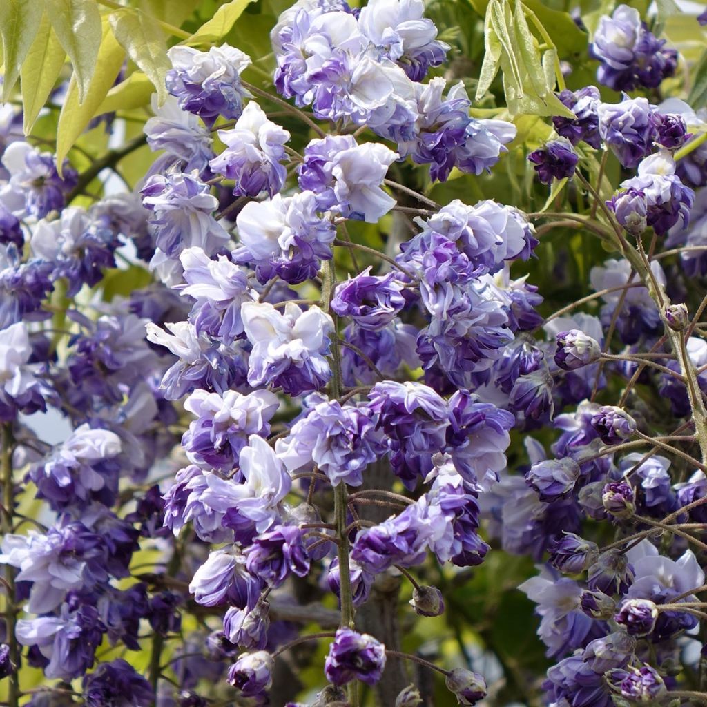 Wisteria Grande Diva Cecilia - Blauwe regen