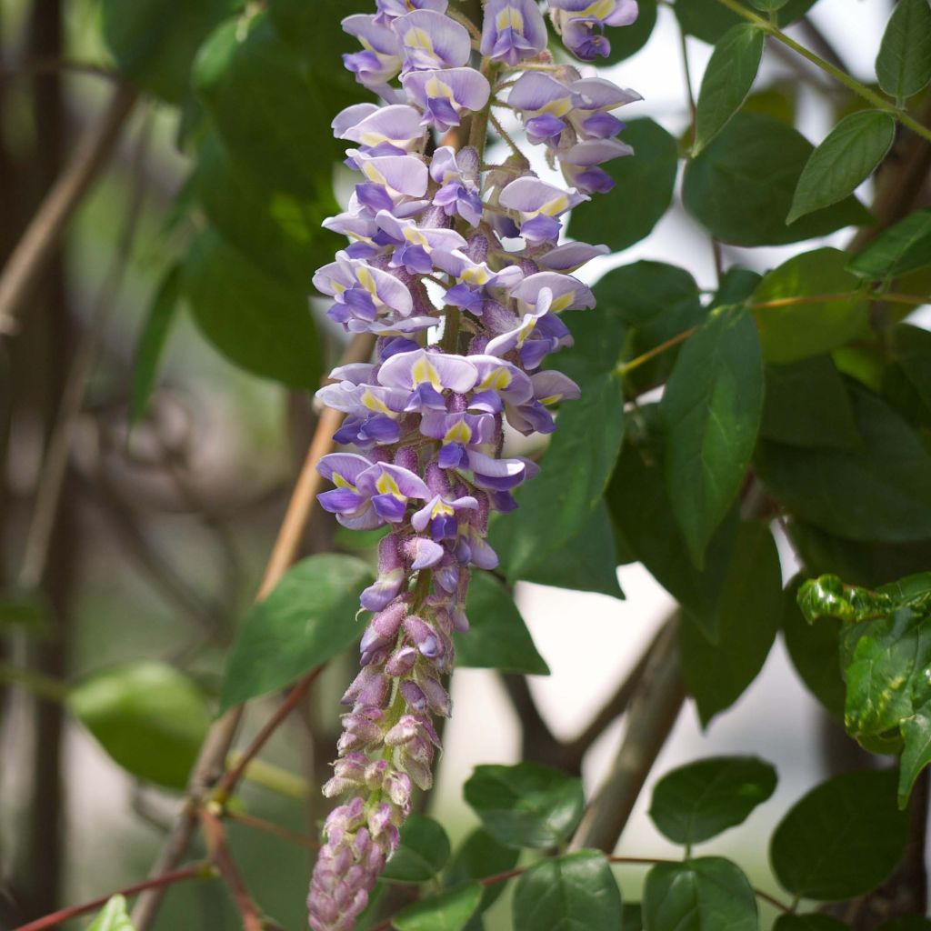 Wisteria macrostachya - Kogelwisteria