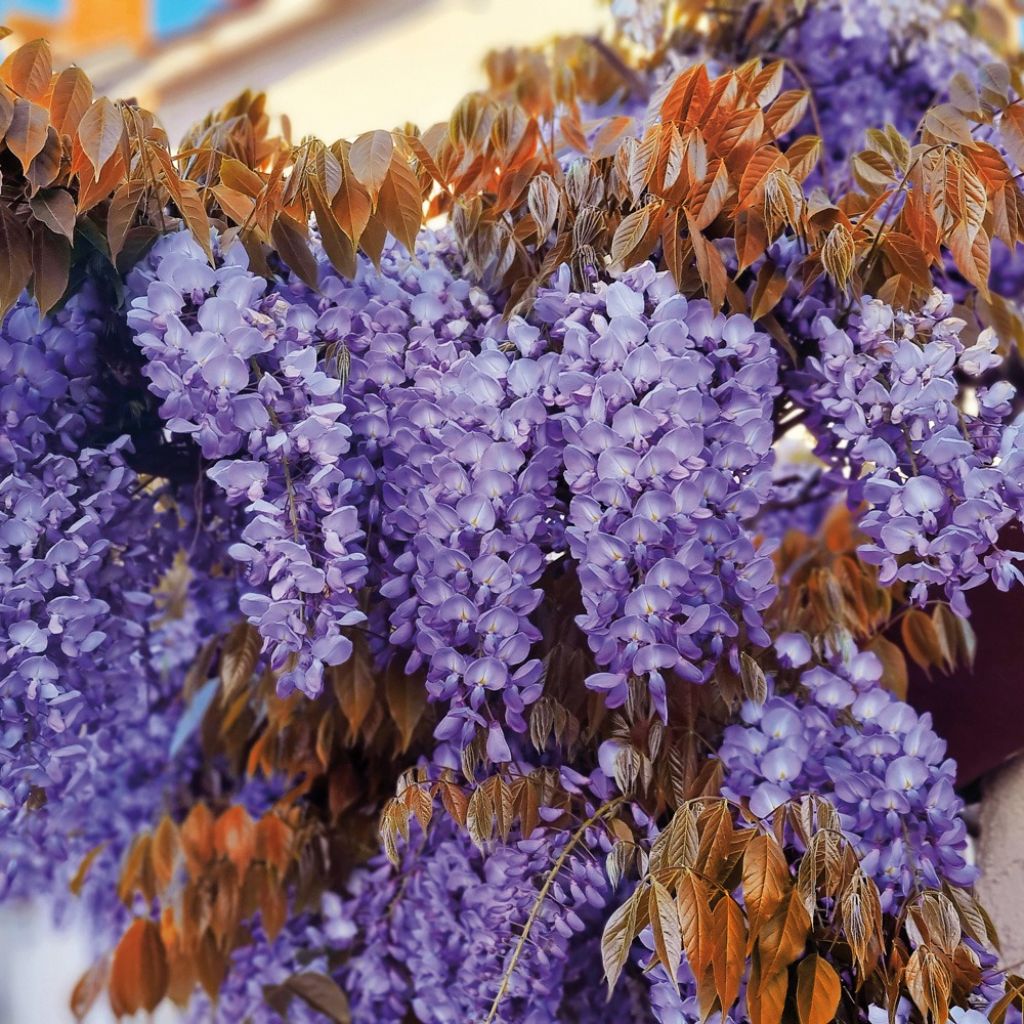 Wisteria sinensis Blue Line - Blauweregen