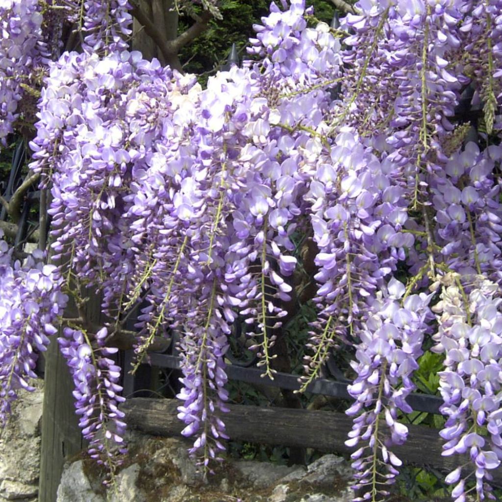 Wisteria sinensis Blue Line - Blauweregen
