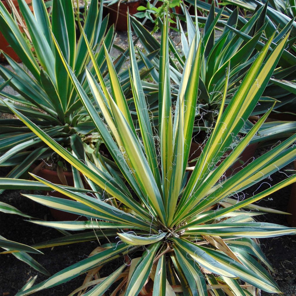 Yucca recurvifolia Bright Star Walbristar - Palmlelie