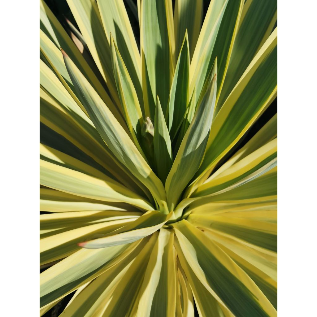 Yucca recurvifolia Bright Star Walbristar - Palmlelie