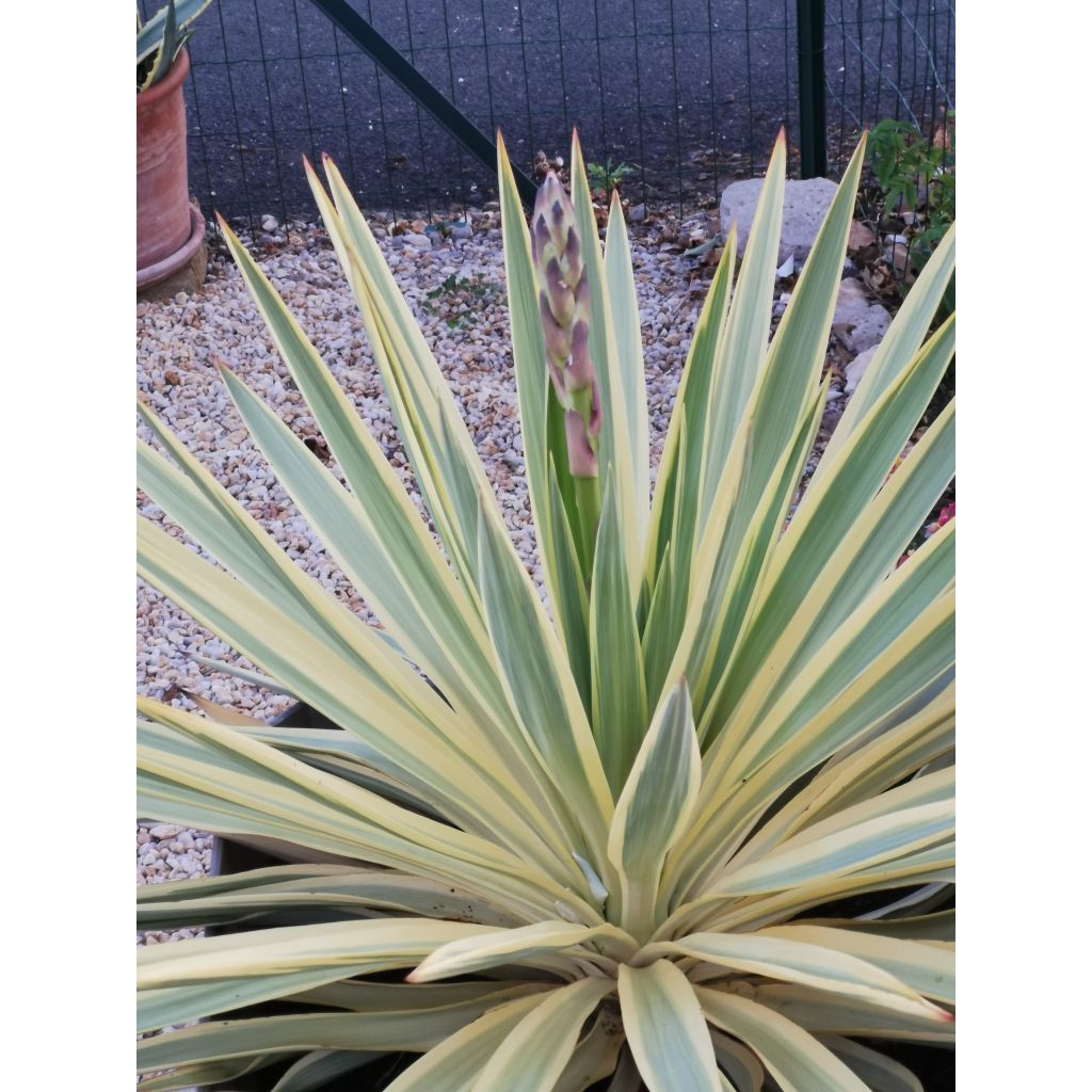 Yucca recurvifolia Bright Star Walbristar - Palmlelie