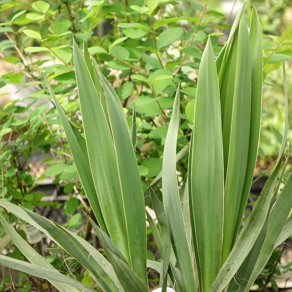 Yucca filamentosa - Palmlelie