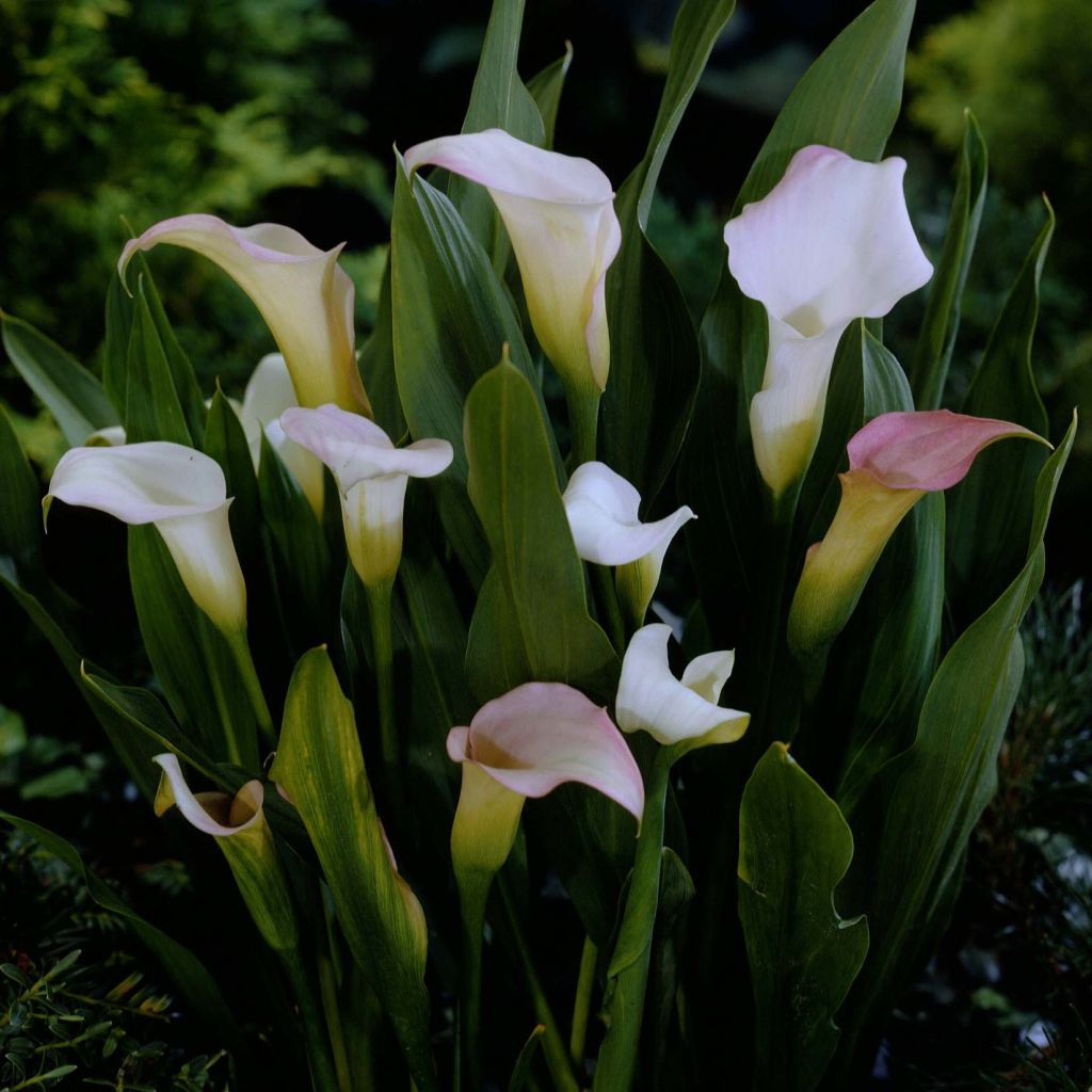 Zantedeschia Crystal Blush - Gele calla