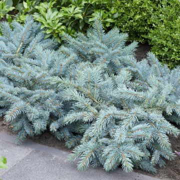 Picea pungens Karpaten - Blauwe spar