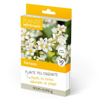 Boekweit groenbemester - Fagopyrum esculentum Boekweit groenbemester - Fagopyrum esculentum