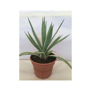 Agave angustifolia Marginata - Salvadoraanse sisal
