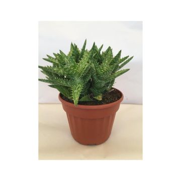 Aloe squarrosa - Boomaloë