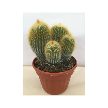 Parodia leninghausii - Gele bolcactus