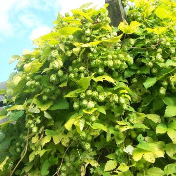 Hop BIO Ferme de Sainte Marthe - Humulus lupulus