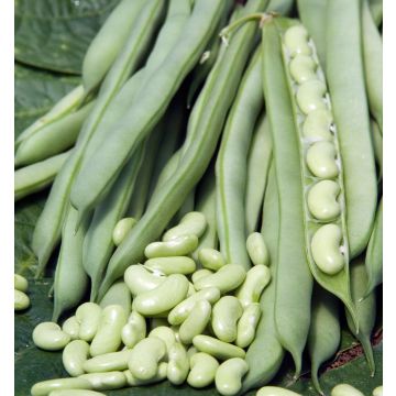 Flageolet-boon Flajoly (zaad)