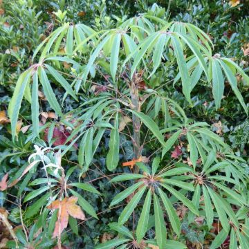 Schefflera taiwaniana - Vingerboom