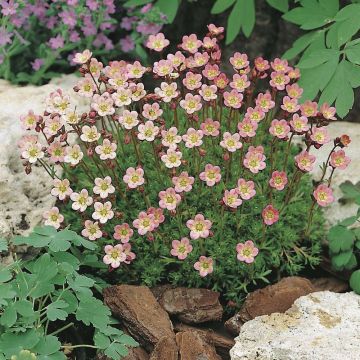 Saxifraga arendsii Compactum - Steenbreek