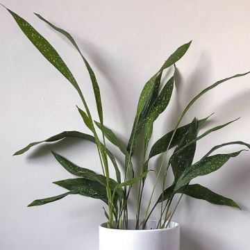 Aspidistra Milky way - Kwartjesplant